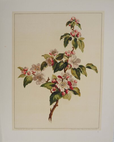 Fleurs et Bouquets, Fleurs de pommier, Lithographie signée van John Edwards, Afdruk te koop op Singulart