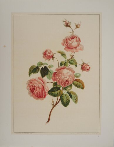Fleurs et Bouquets, Les roses, Lithographie signée van John Edwards, Afdruk te koop op Singulart