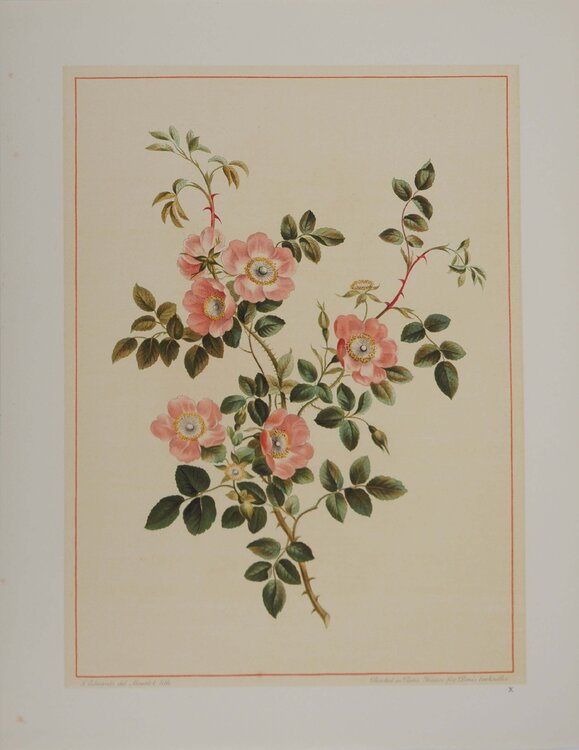 Fleurs et Bouquets, Les fleurs d'églantier, Lithographie signée John Edwards