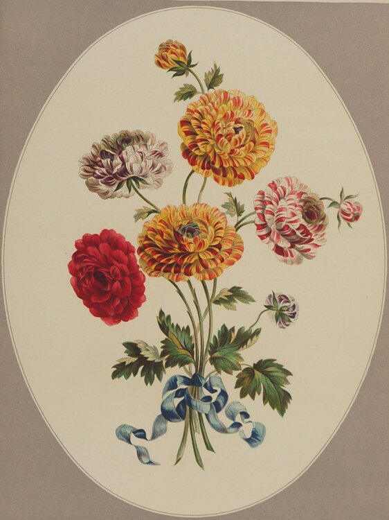 Fleurs et Bouquets : Les Renoncules asiatiques John Edwards