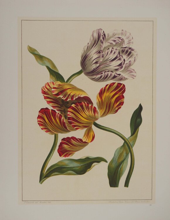 Fleurs et Bouquets, les tulipes , Lithographie signée John Edwards