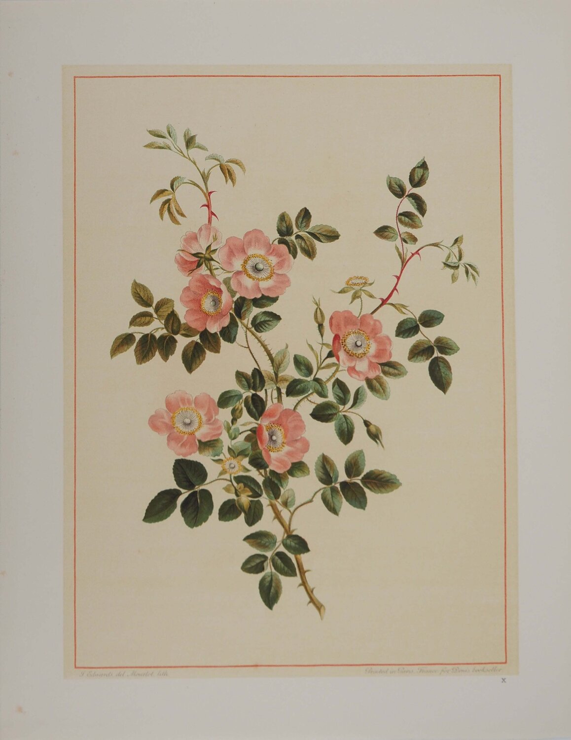 Fleurs et Bouquets, Les fleurs d'églantier, Lithographie signée John Edwards Afdruk te koop