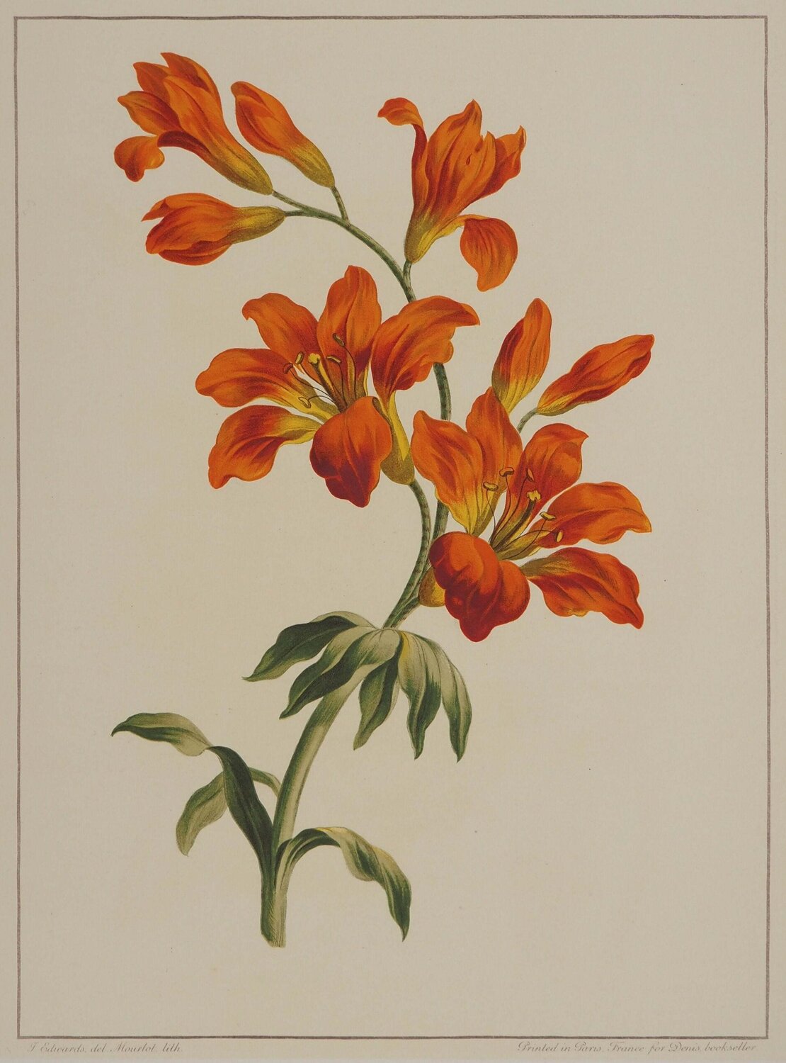 Fleurs et Bouquets : les lys rouges John Edwards Stampa in vendita