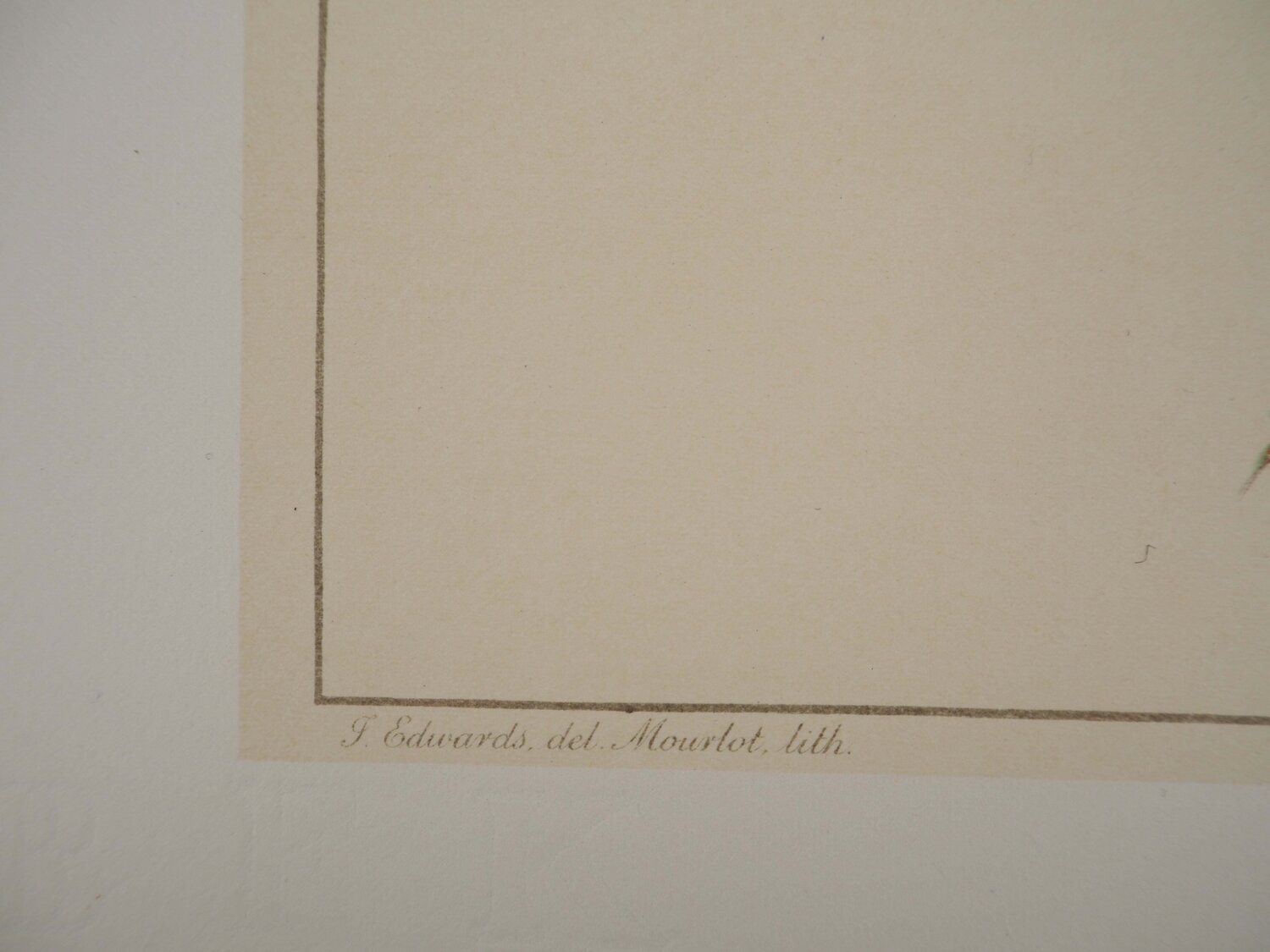 Fleurs et Bouquets : Les roses John Edwards Stampa in vendita