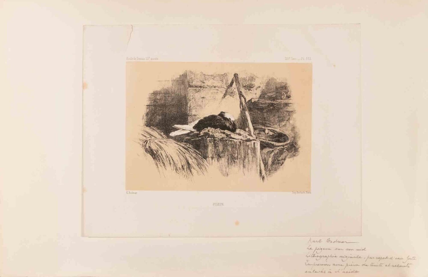 Pigeon Karl Bodmer Stampa in vendita