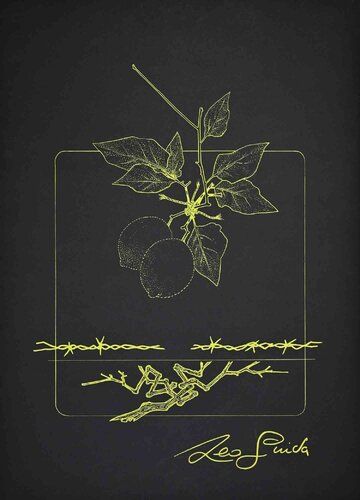 Lemon Branch by Leo Guida, Print for Sale on Singulart