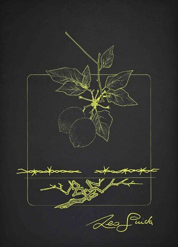 Lemon Branch by Leo Guida, Print for Sale on Singulart