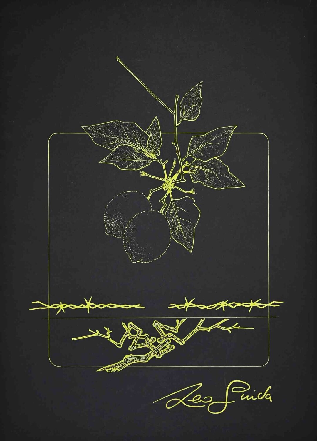 Lemon Branch Leo Guida Stampa in vendita