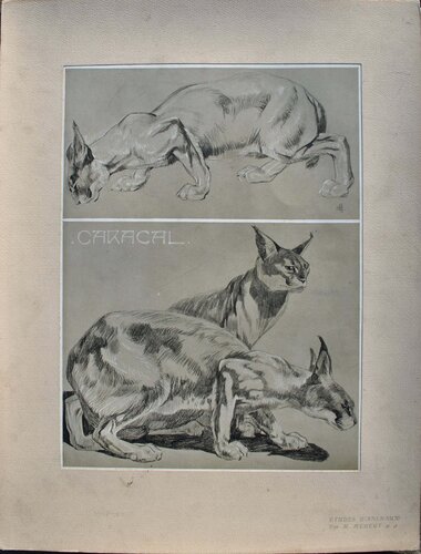 Couple de Caracals par Mathurin Méheut, Édition en vente sur Singulart