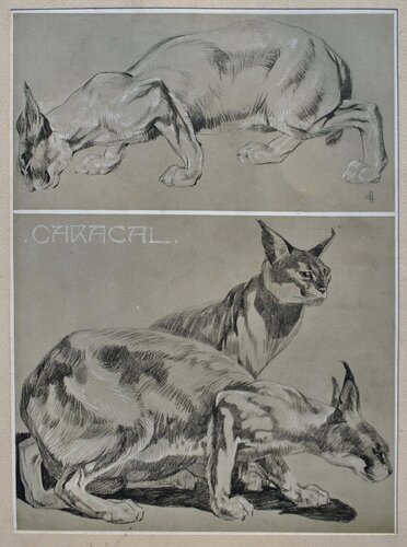 Couple de Caracals by Mathurin Méheut, Print for Sale on Singulart
