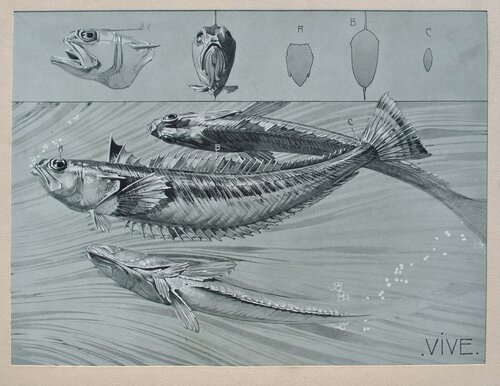Le Poisson van Mathurin Méheut, Afdruk te koop op Singulart