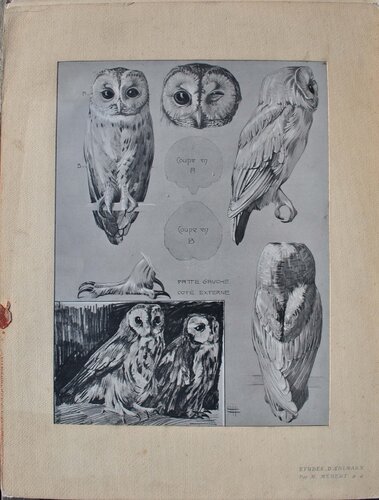 La Chouette by Mathurin Méheut, Print for Sale on Singulart