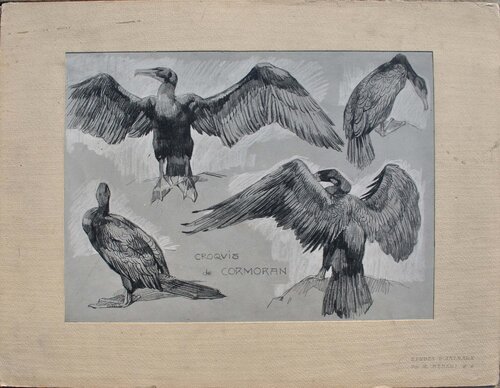 Le Cormoran by Mathurin Méheut, Print for Sale on Singulart