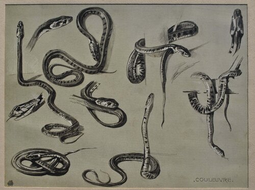 Les Serpents di Mathurin Méheut, Stampa in vendita su Singulart