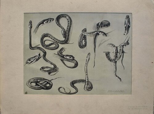 Les Serpents par Mathurin Méheut, Édition en vente sur Singulart