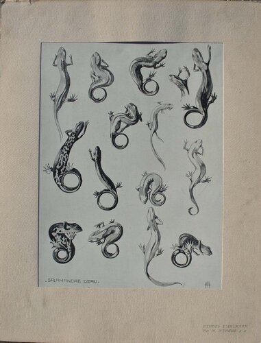 La Salamandre par Mathurin Méheut, Édition en vente sur Singulart