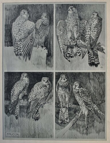 Le couple de Faucons von Mathurin Méheut, Druck kaufen auf Singulart