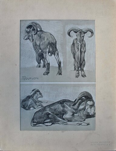 Le Mouflon de Mathurin Méheut, Impresión a la venta en Singulart