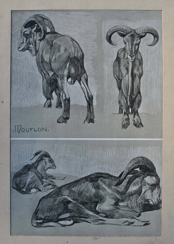 Le Mouflon by Mathurin Méheut, Print for Sale on Singulart