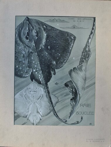La Raie Manta by Mathurin Méheut, Print for Sale on Singulart