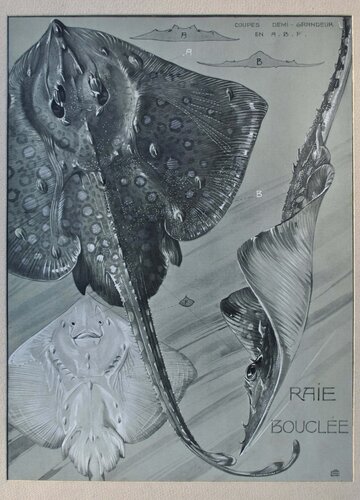 La Raie Manta van Mathurin Méheut, Afdruk te koop op Singulart