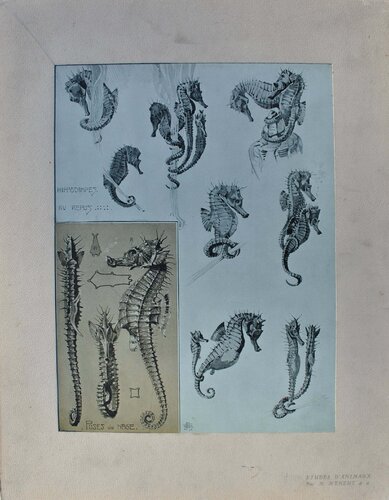 Les Hippocampes par Mathurin Méheut, Édition en vente sur Singulart