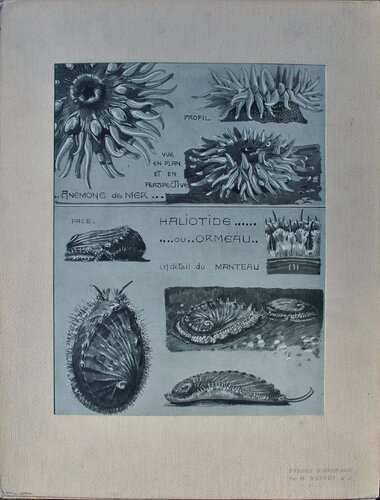 L'Anémone by Mathurin Méheut, Print for Sale on Singulart