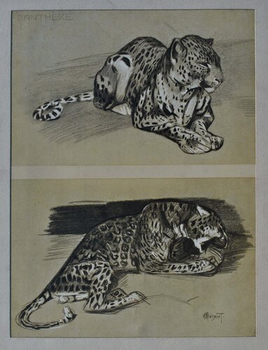 La Panthère by Mathurin Méheut, Print for Sale on Singulart