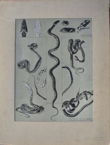 La Couleuvre par Mathurin Méheut, Édition en vente sur Singulart