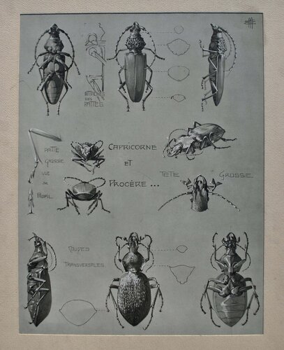 Le Capricorne van Mathurin Méheut, Afdruk te koop op Singulart