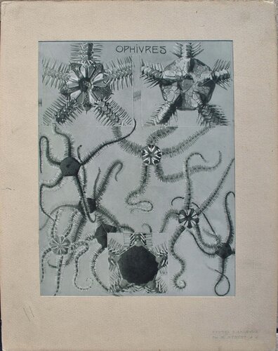Les Ophiures by Mathurin Méheut, Print for Sale on Singulart