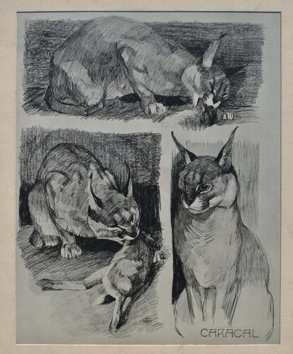 Le Caracal et sa proie by Mathurin Méheut, Print for Sale on Singulart