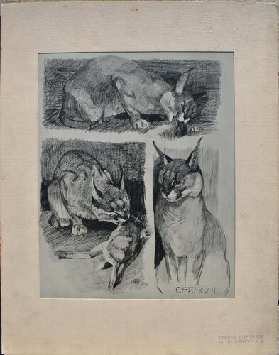 Le Caracal et sa proie by Mathurin Méheut, Print for Sale on Singulart