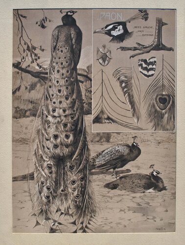Le Paon by Mathurin Méheut, Print for Sale on Singulart