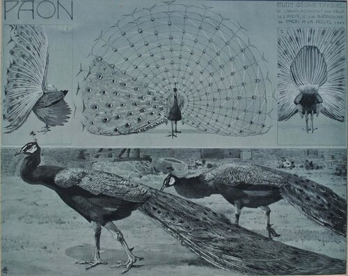 Le Paon en parade by Mathurin Méheut, Print for Sale on Singulart