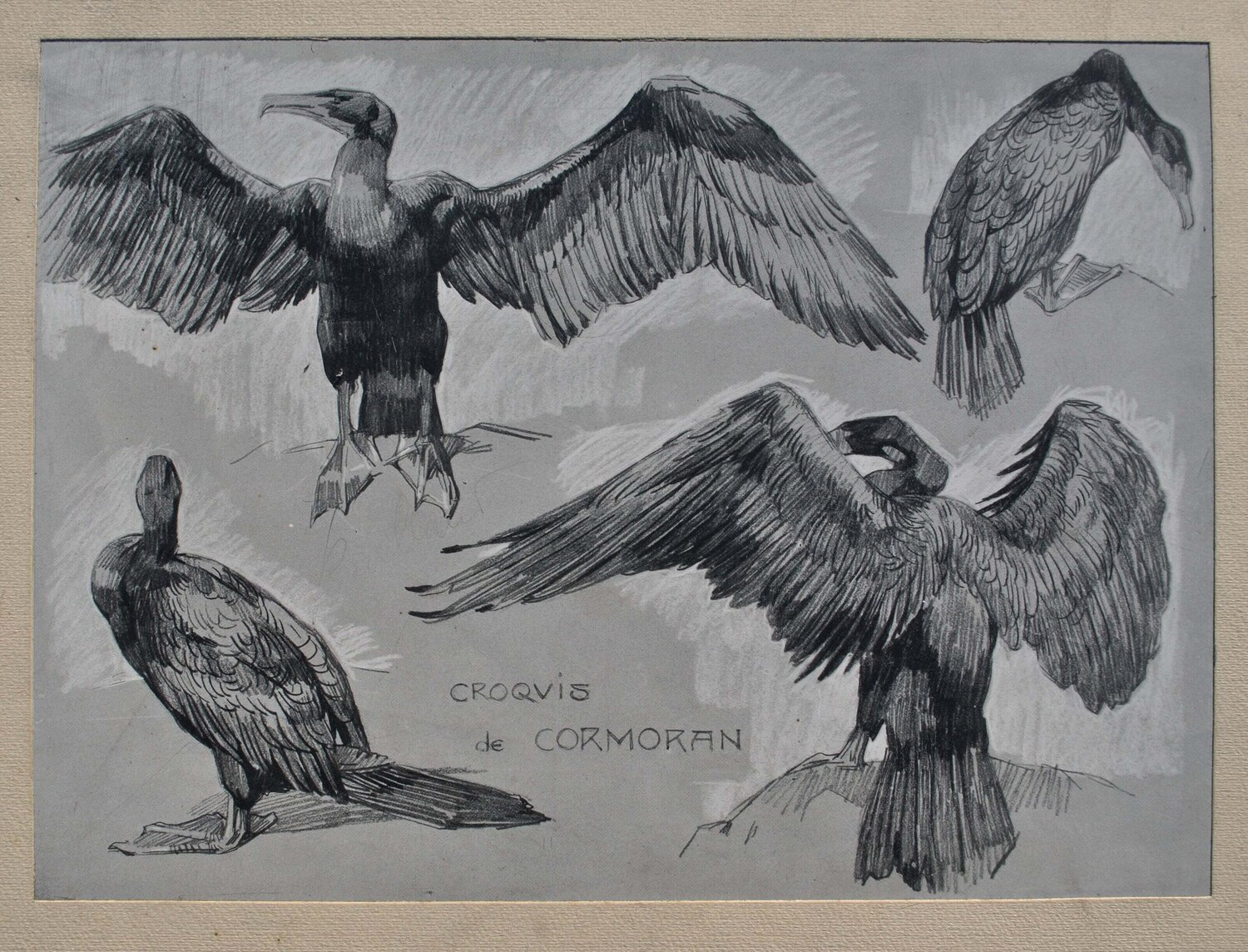 Le Cormoran Mathurin Méheut