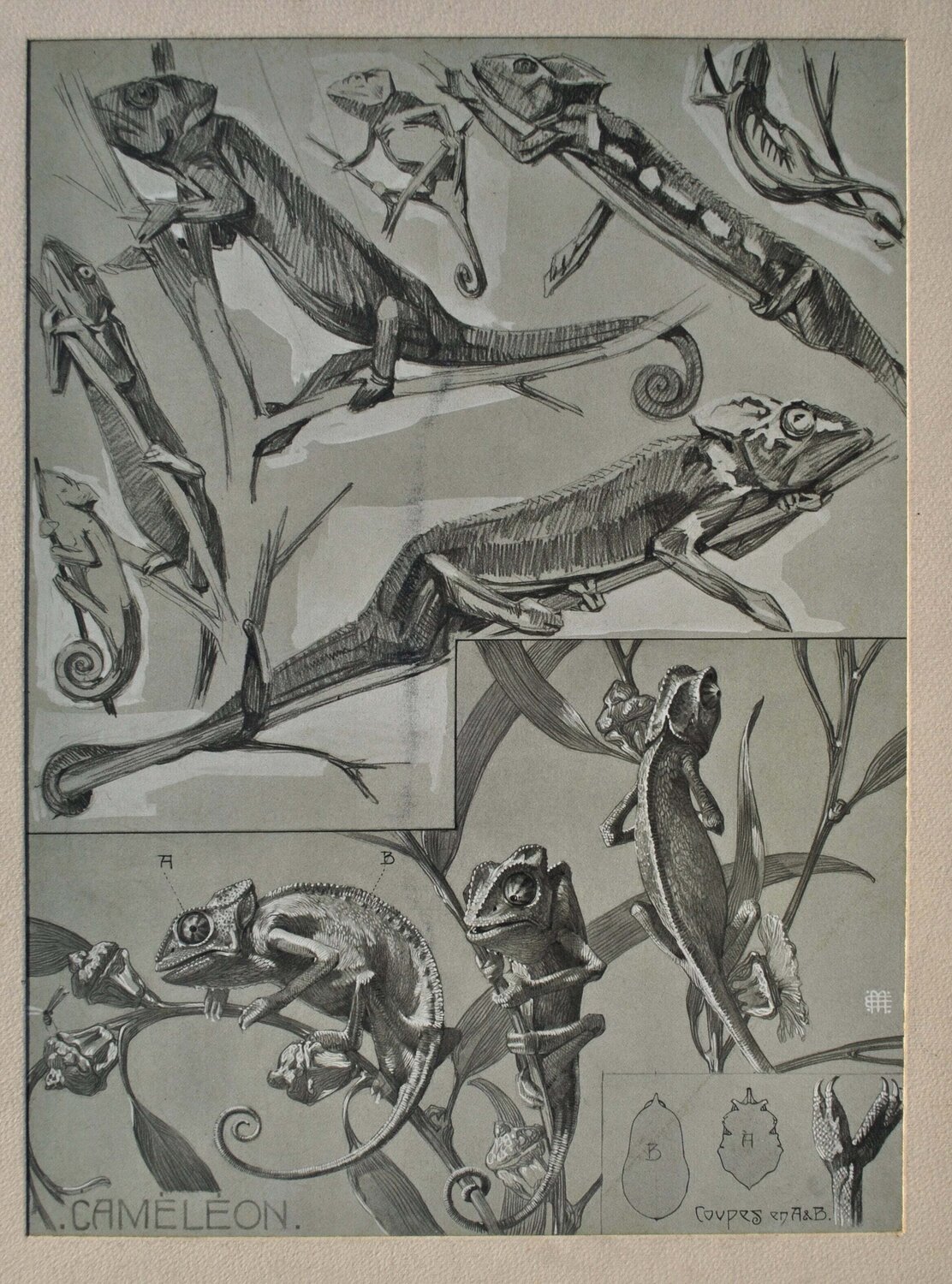 Les Caméléons Mathurin Méheut