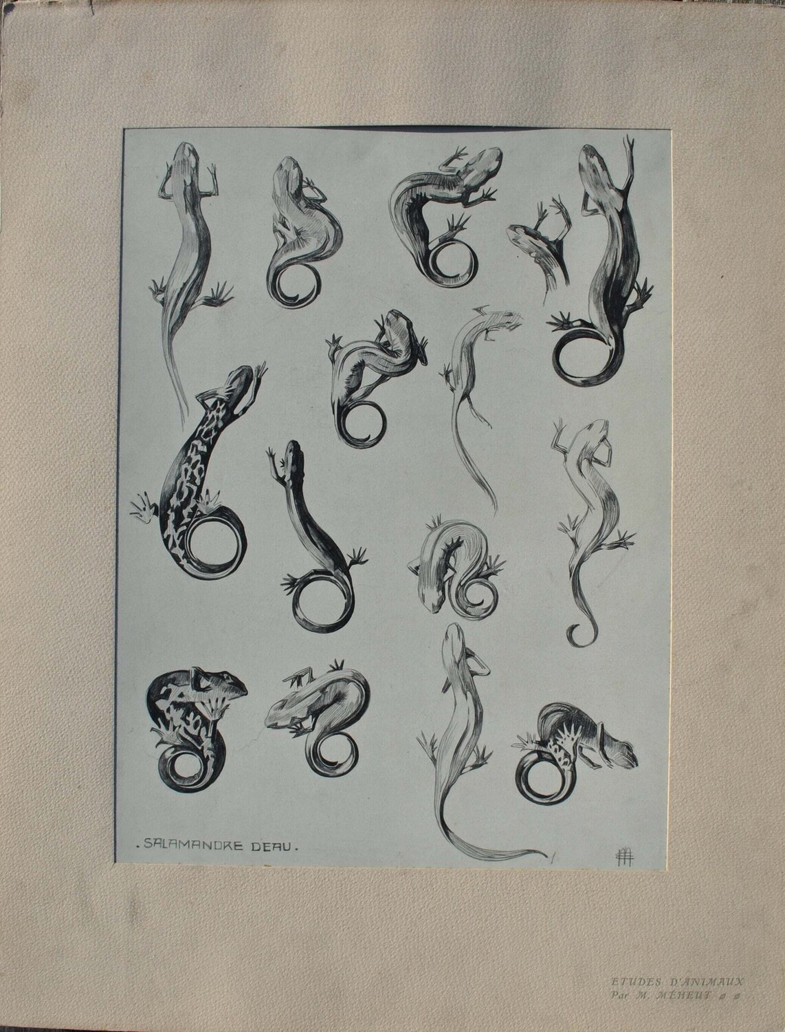 La Salamandre Mathurin Méheut Édition à vendre