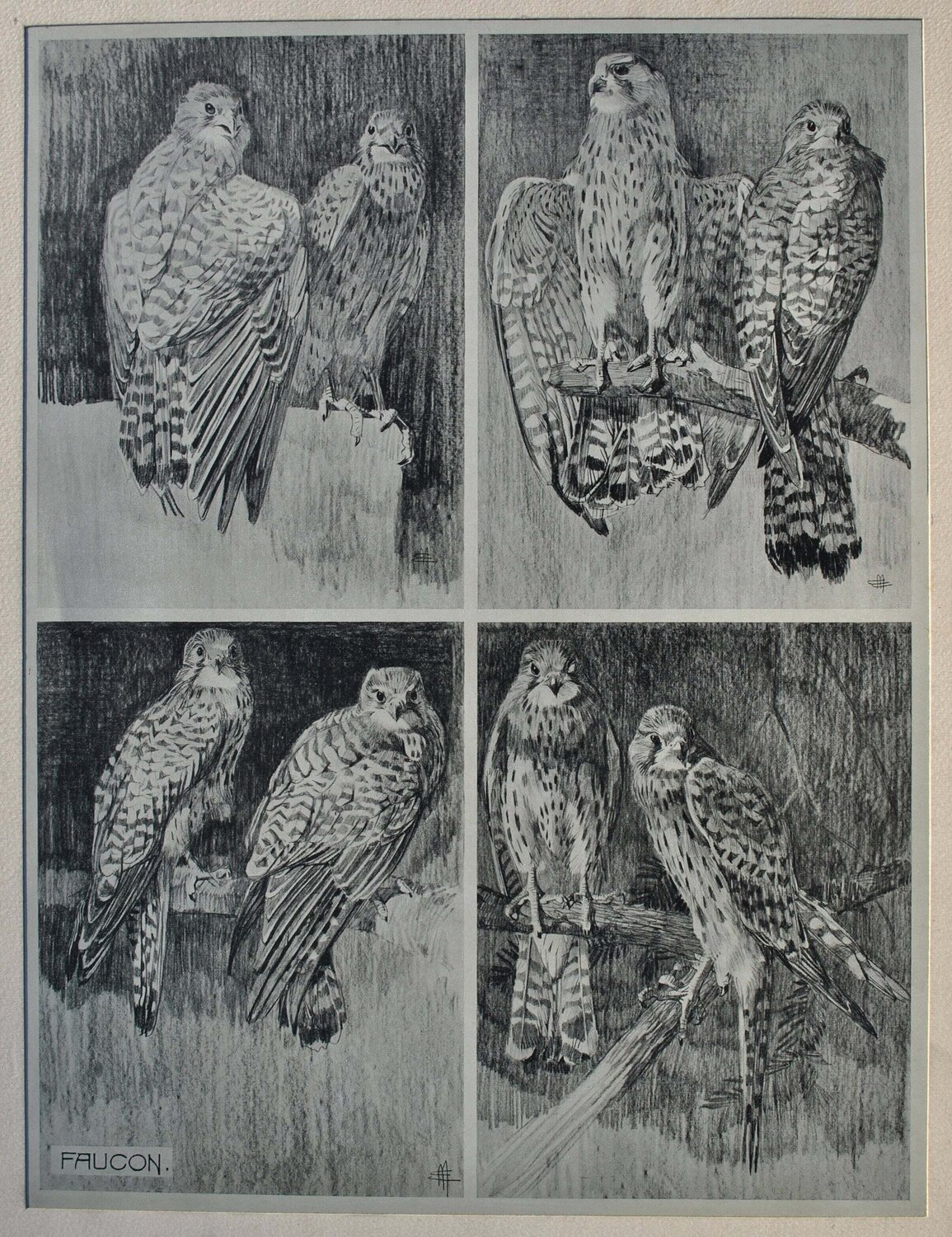 Le couple de Faucons Mathurin Méheut