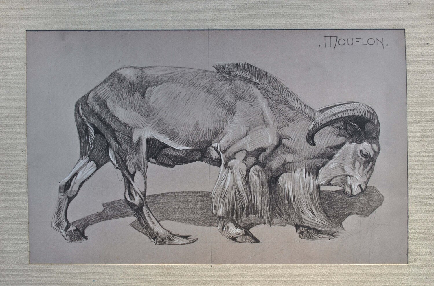 Le Mouflon de profil Mathurin Méheut