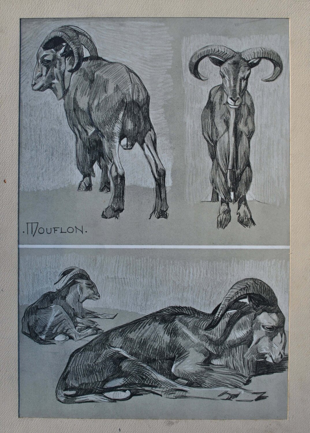 Le Mouflon Mathurin Méheut