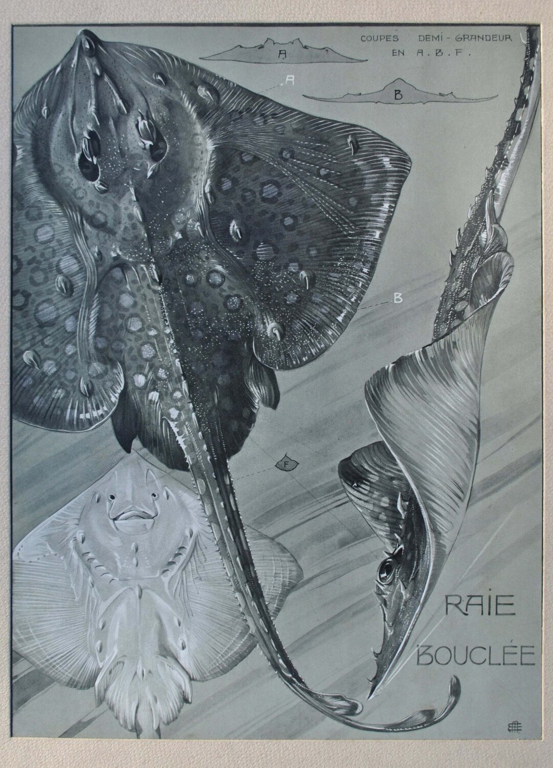 La Raie Manta Mathurin Méheut