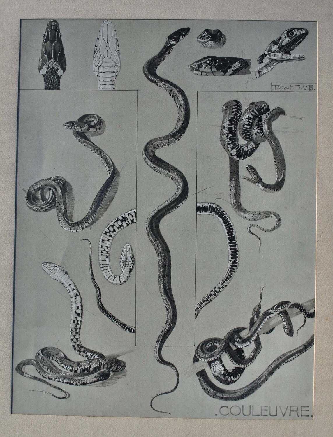 La Couleuvre Mathurin Méheut