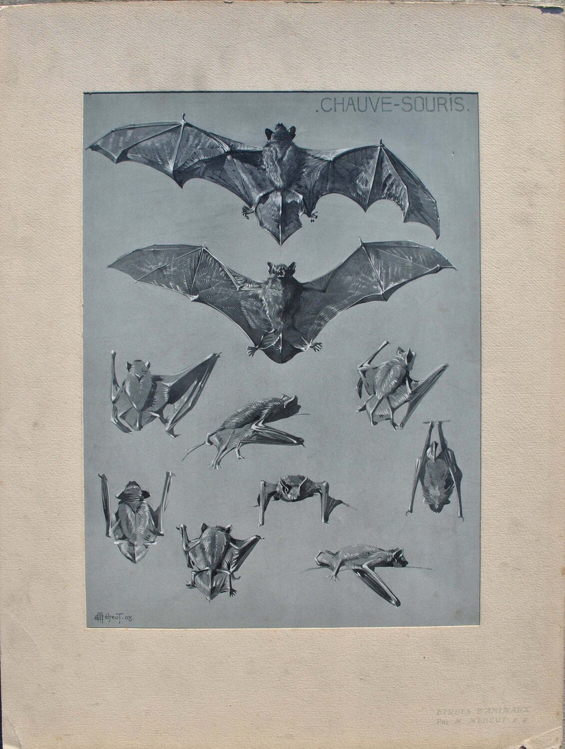 La Chauve-souris Mathurin Méheut Druck zu verkaufen