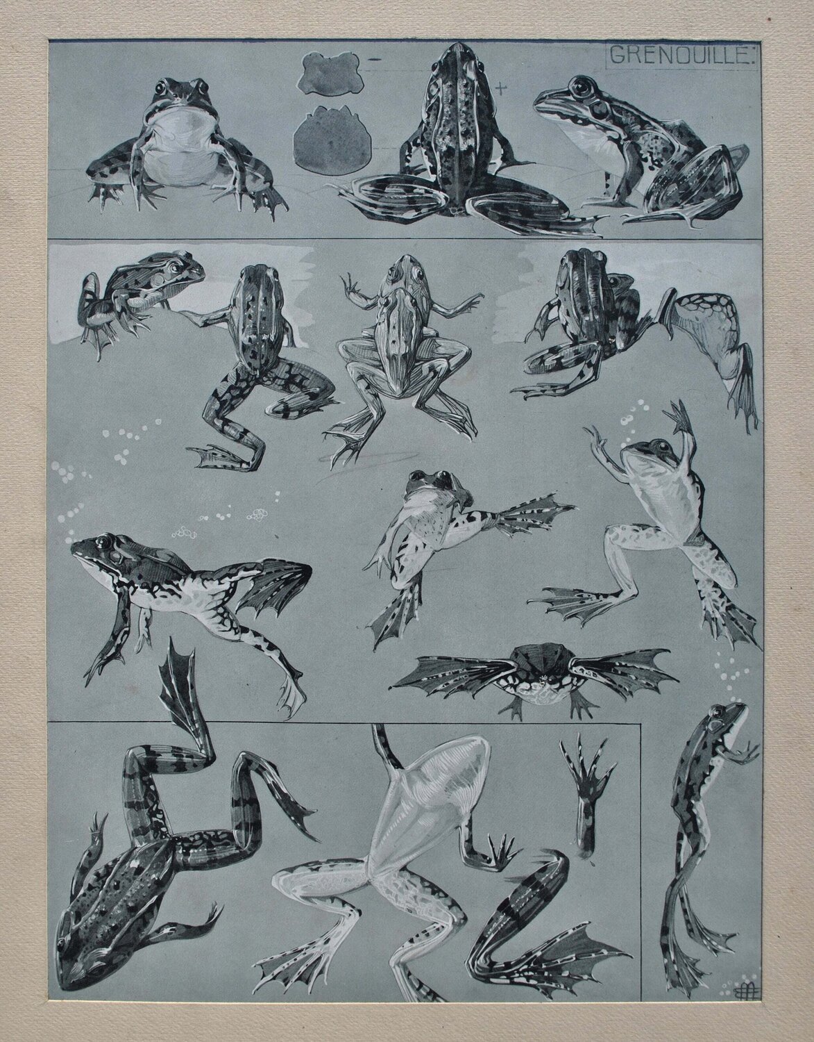 Les Grenouilles Mathurin Méheut