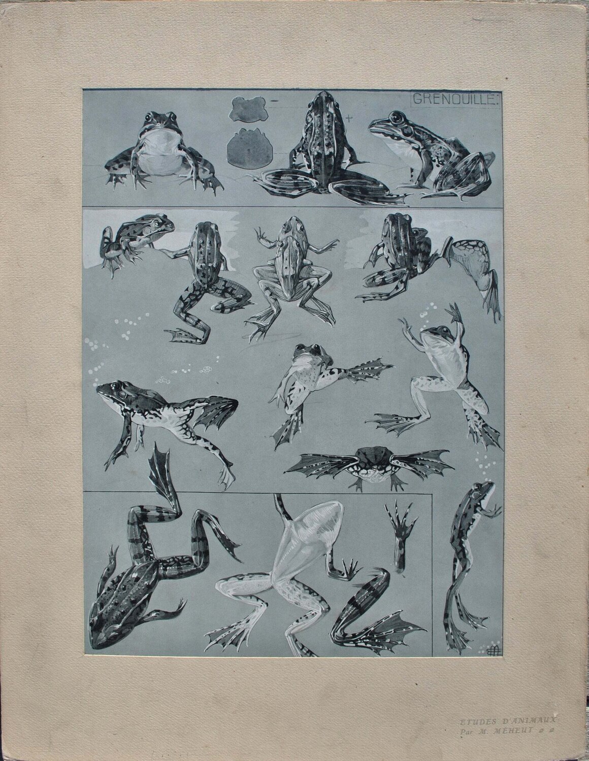 Les Grenouilles Mathurin Méheut Édition à vendre