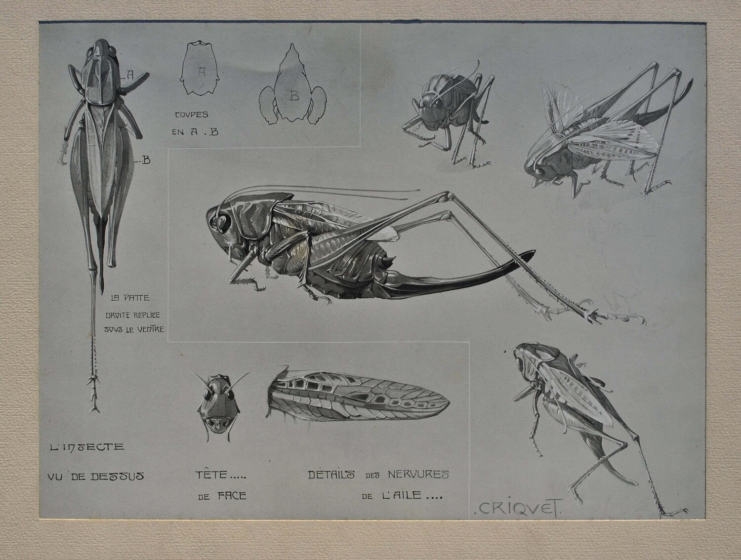 Le Criquet Mathurin Méheut