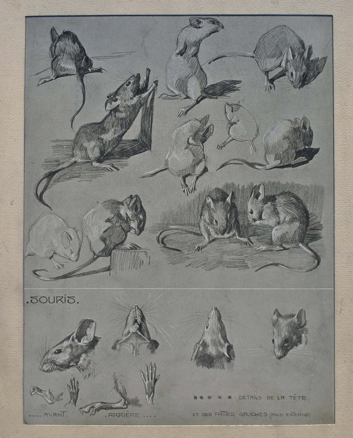 La Souris Mathurin Méheut