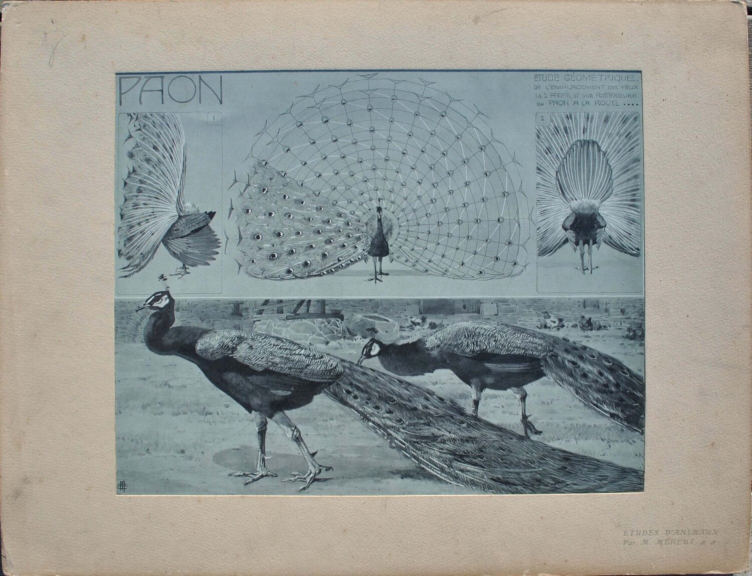 Le Paon en parade Mathurin Méheut Print for sale