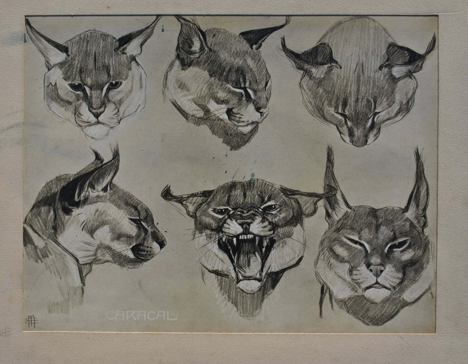 Le Caracal Mathurin Méheut Print for sale